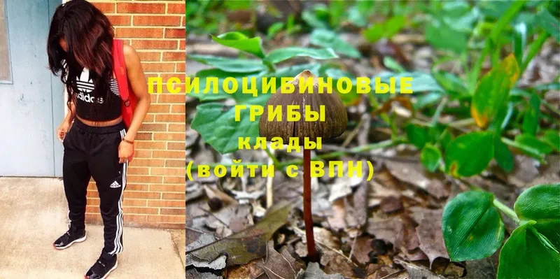 Псилоцибиновые грибы Psilocybine cubensis  где можно купить   Рыбинск 